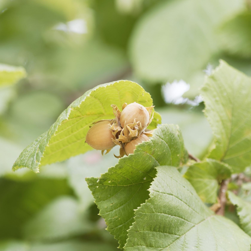 Lieska Obyčajná ´Segorbe´