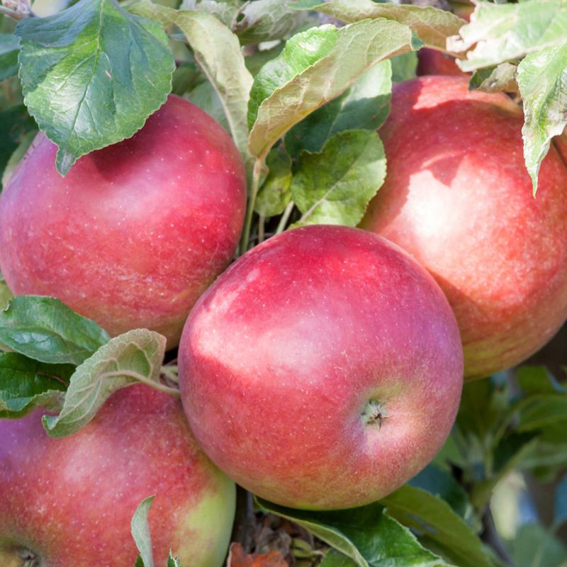 Jabloň stĺpová ´Cumulus´ zimná, podp. MM106, voľnok.