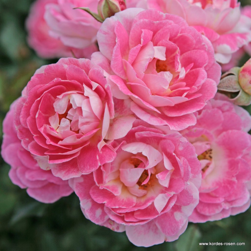 Ruža ´Flirt 2011´