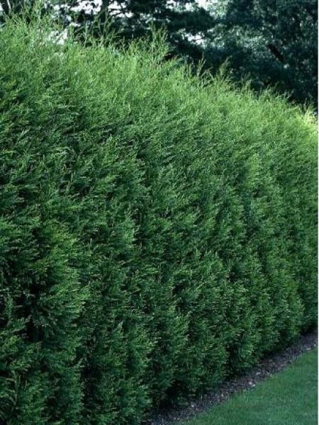 Cyprusovec leylandský ´2001´