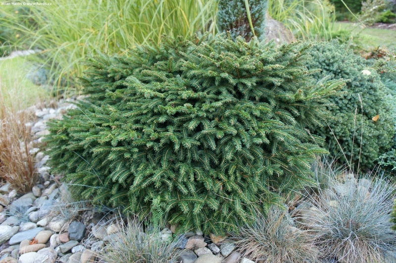 Smrek balkánsky ´Karel´