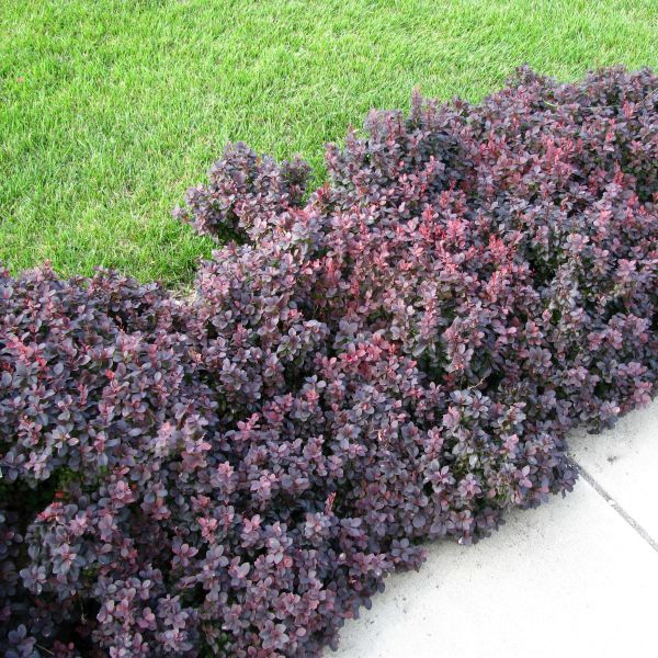 Dráč Thunbergov ´Concorde´