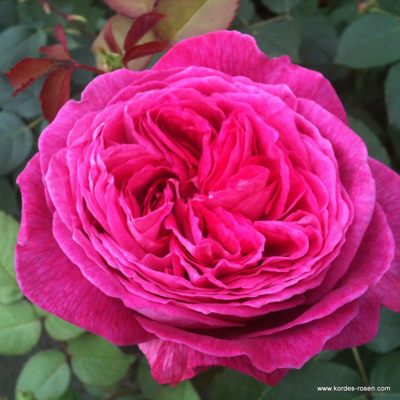 Ruža ´Freifrau Caroline´