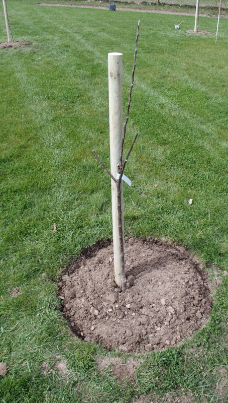 Oporný kôl s hrotom priemer  5cm - výška 250cm