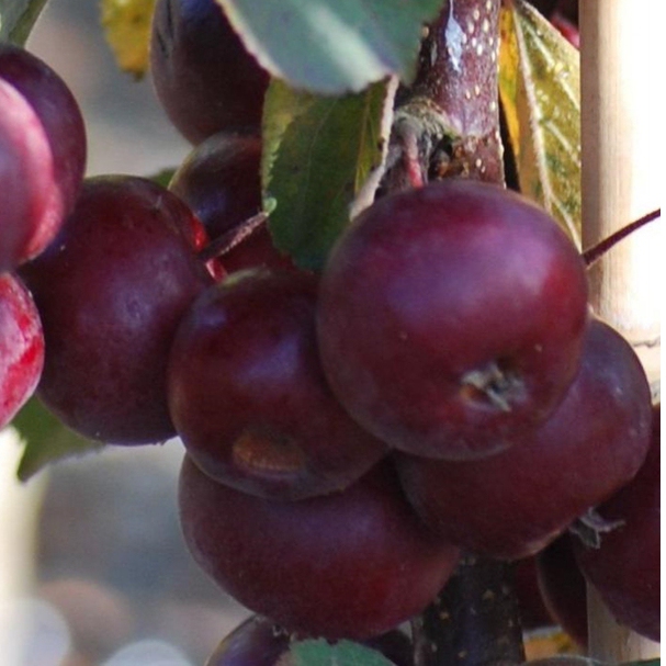 Jabloň stĺpová "Maypole" jesenná, podp. M7, kont. 5L