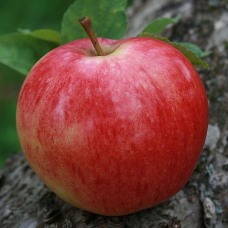 Jabloň "Discovery" letná, podpn. M9, voľnok.