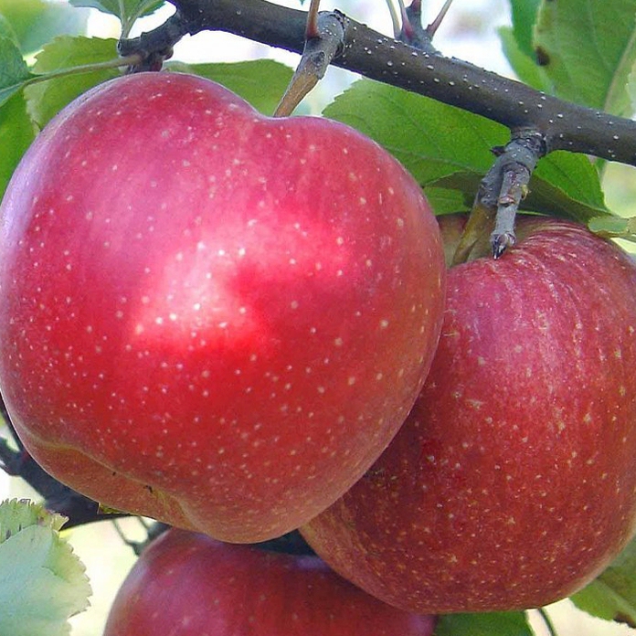 Jabloň "Topaz" zimná, podpn. M9, voľnok.