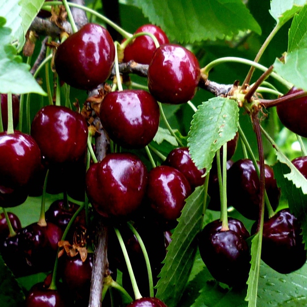 Čerešňa "Burlat" skorá, podp.Mahalebka, voľnok.