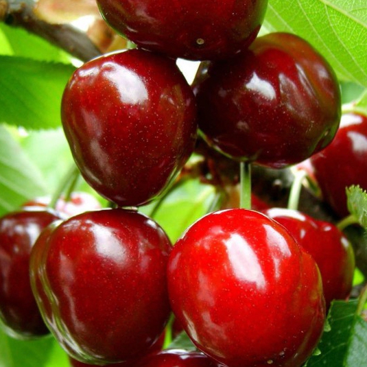 Čerešňa "Karešová" skorá, podp. Colt, voľnok.