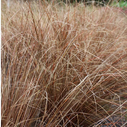 Ostrica ´Red Rooster´