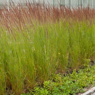 Smlz ostrokvetý ´Karl Foerster´ 1,5l