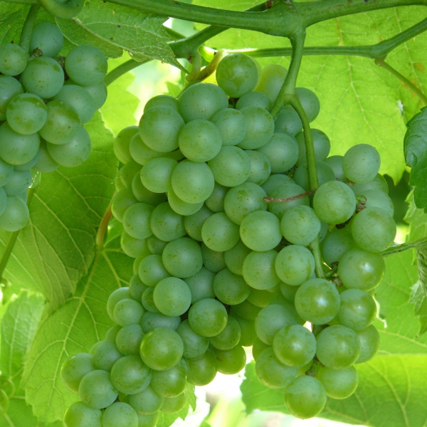 Vinič stolový ´Diamant´, kont. 2L