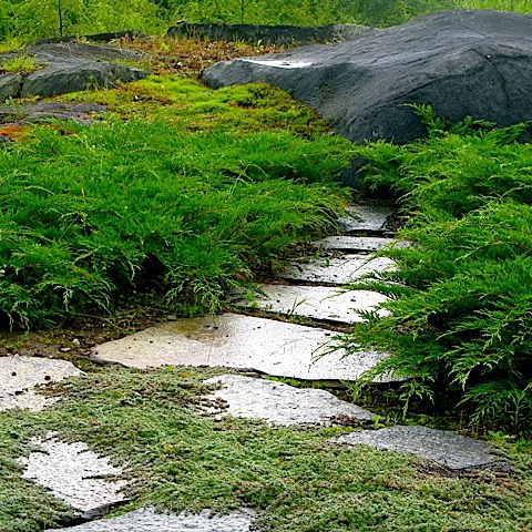 Sibírska borievka ´Microbiota´