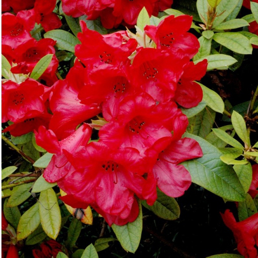Rododendrón "Red Jack"