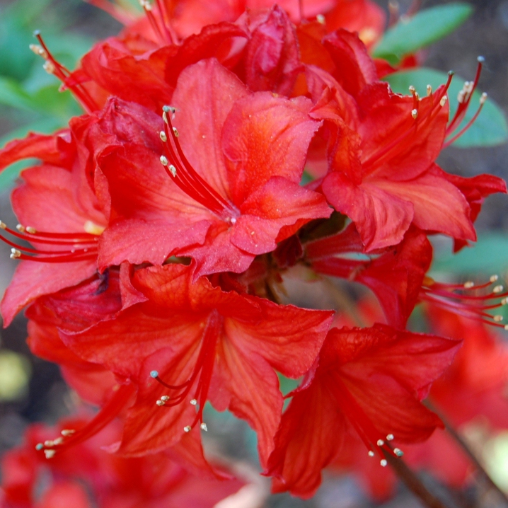 Azalka veľkokvetá ´Parkfeuer´