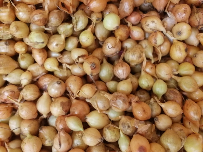 Cibuľa sadzačka ´Štutgartská´  10/21  25kg