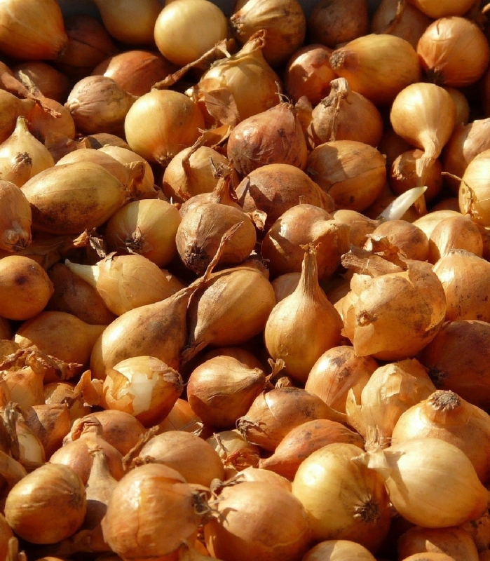 Cibuľa sadzačka ´Všetana´  8/16  25kg