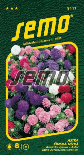 Semo  Astra čínska ´Colour Carpet Zmes´