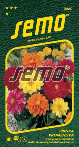 Semo Georgína nízka ´Kompakt Zmes´