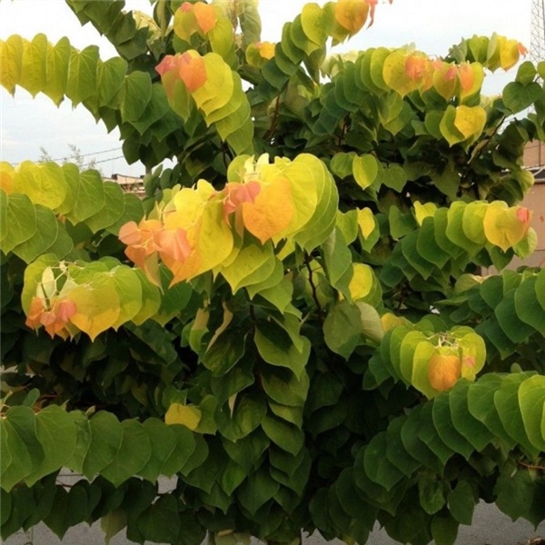 Judášovec kanadský ‘Rising Sun’ 125 - 150cm