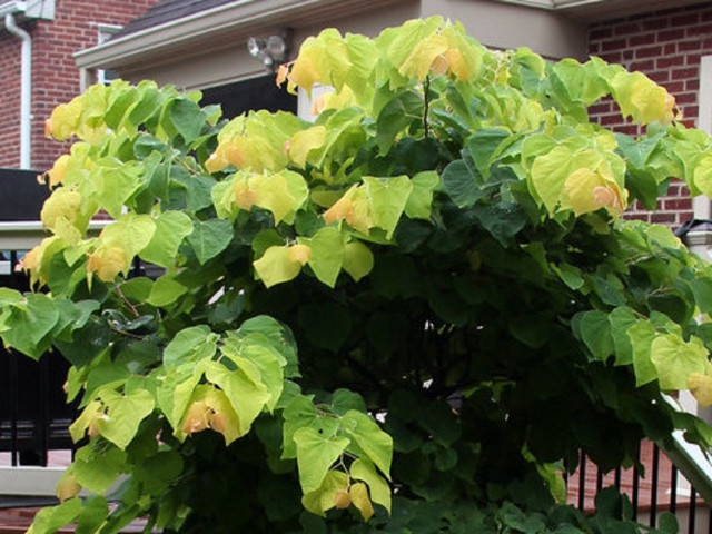 Judášovec kanadský ‘Rising Sun’ 125 - 150cm