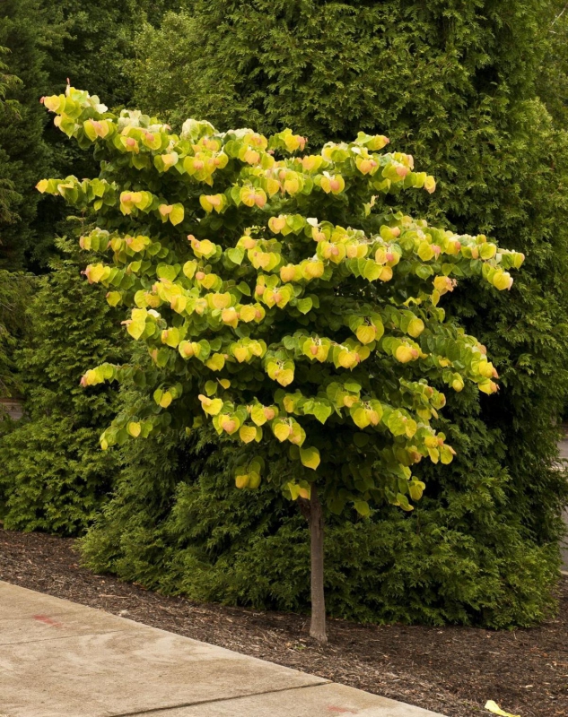 Judášovec kanadský ‘Rising Sun’ 80cm