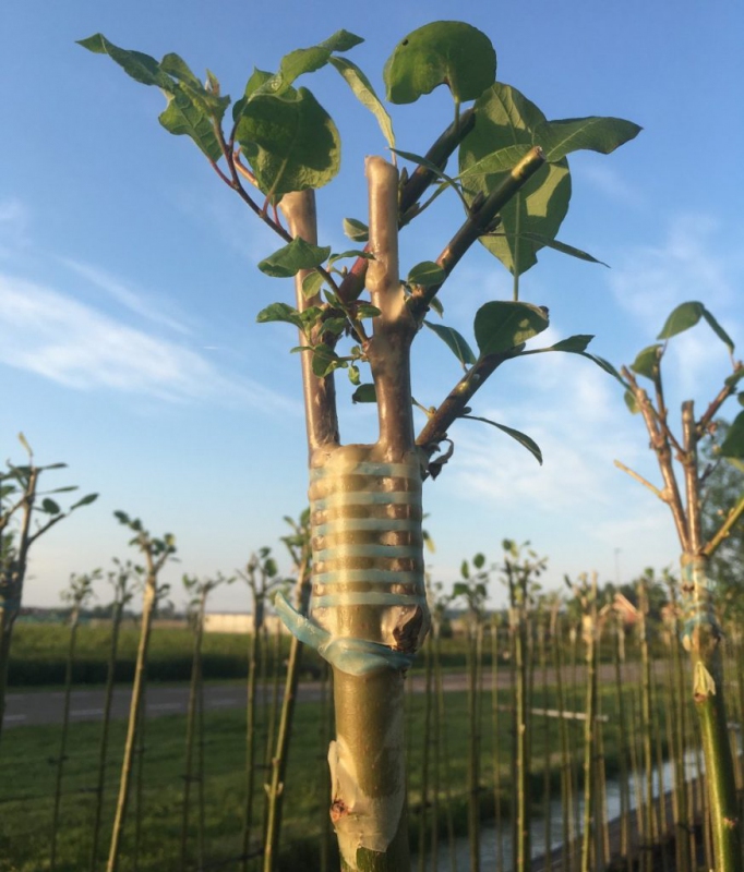 Štepárska gumička 200x6mm