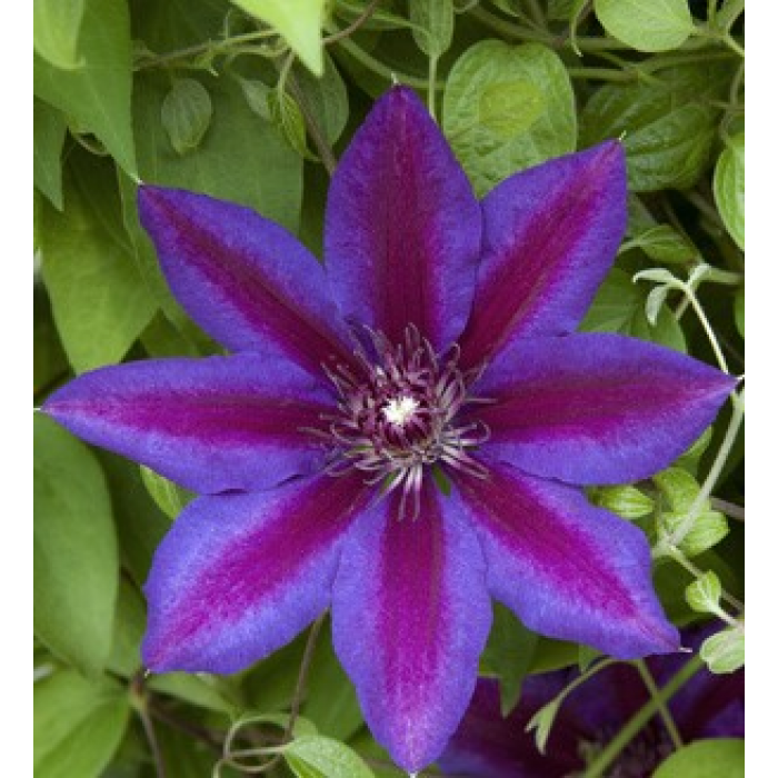 Plamienok ´Akaishi´