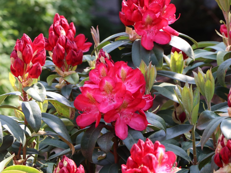 Rododendrón ´Junifeuer´