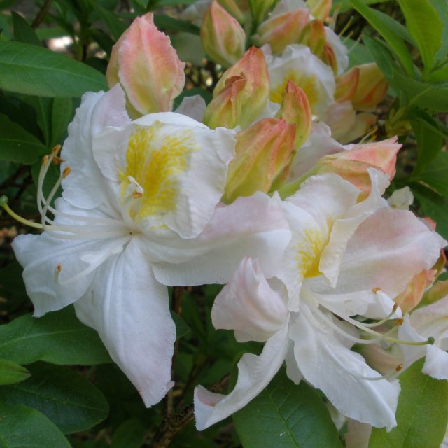 Azalka veľkokvetá ´Silver Slipper´