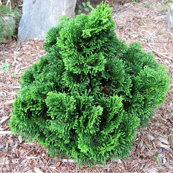 Cypruštek tupolistý "NANA GRACILIS"