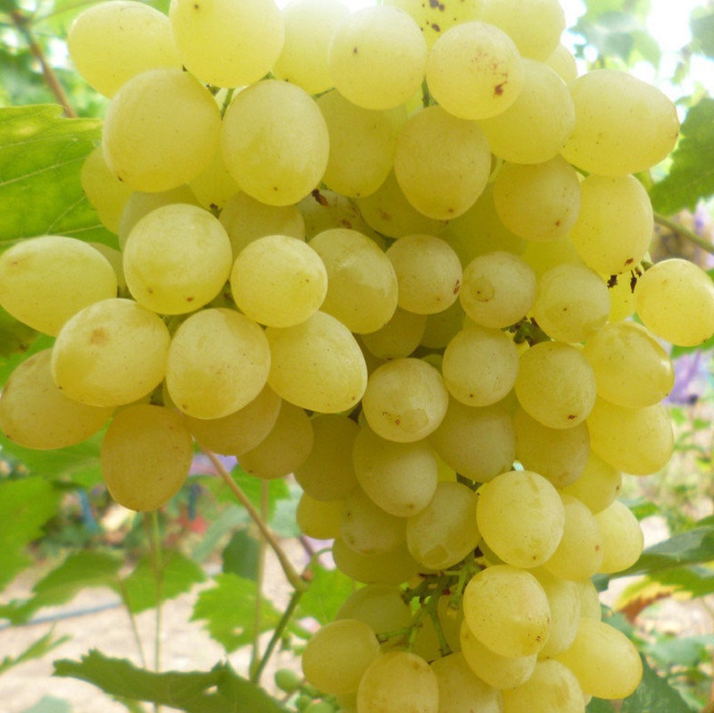 Vinič stolový ´Prim´