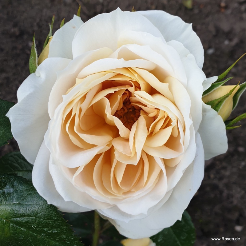 Ruža ´Lions Rose´