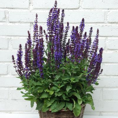 Šalvia ´New Dimension Blue´9