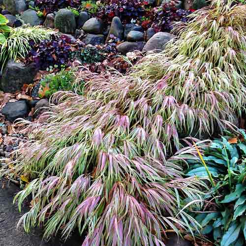 Rákosovka japonská ´Naomi´