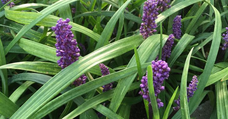 Liriopa modrincová ´Purple Passion´