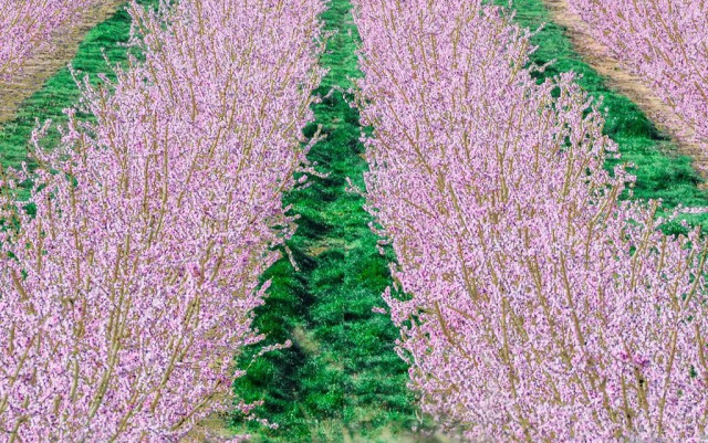 Levanduľa ´Rosea´