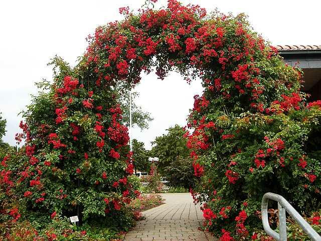 Ruža stromčeková previslá ´Sommerabend´