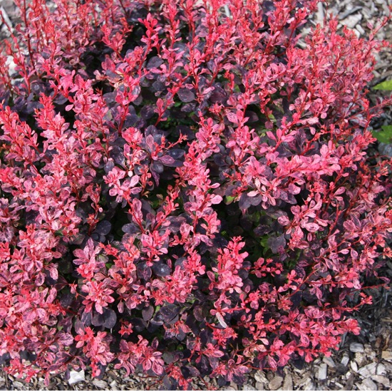 Dráč Thunbergov ´Inspiration´