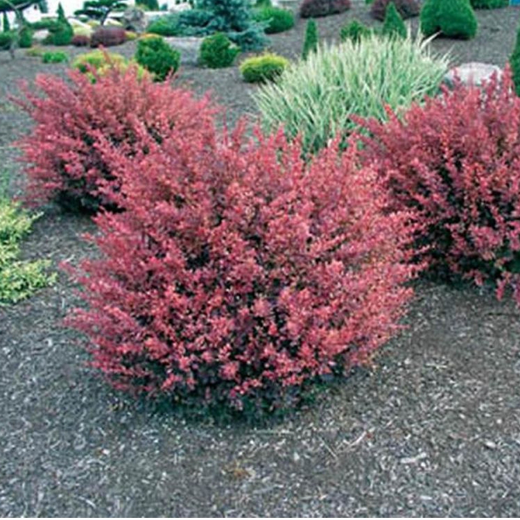 Dráč Thunbergov ´Inspiration´