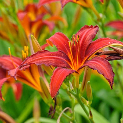 Ľaliovka ´Crimson Pirate´