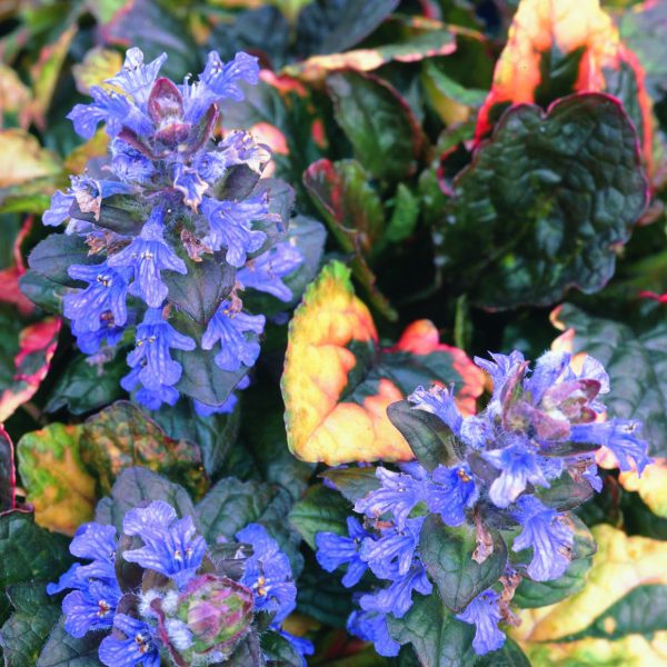 Zbehovec plazivý ´Rainbow´