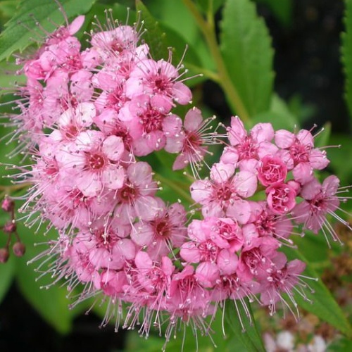 Tavoľník japonský ´Atrorosea´