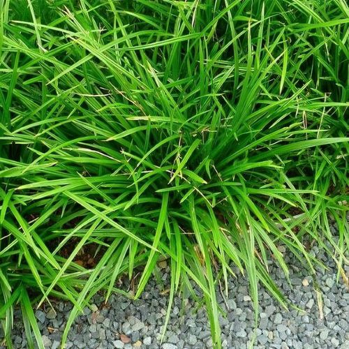 Ostrica japonská ´Irish Green´