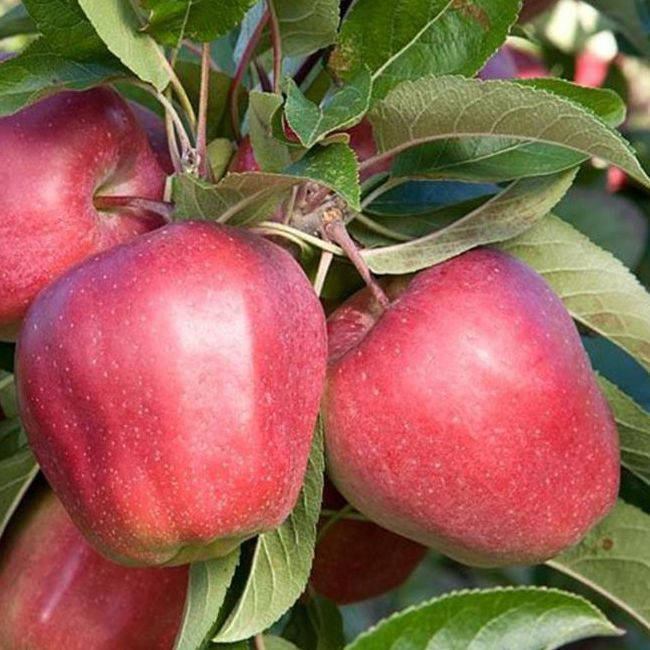 Jabloň ´Gloster´ zimná, podpn. M9, voľnok.