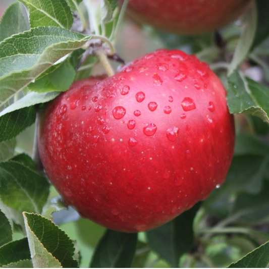 Jabloň ´Idared´ zimná, podp. MM106, voľnok.