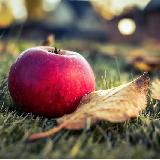 Jabloň ´Florina´ zimná podpn. M9, voľnok.