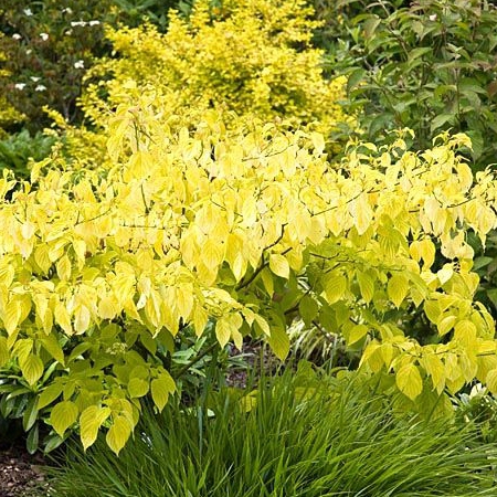 Svíb biely ´Aurea´