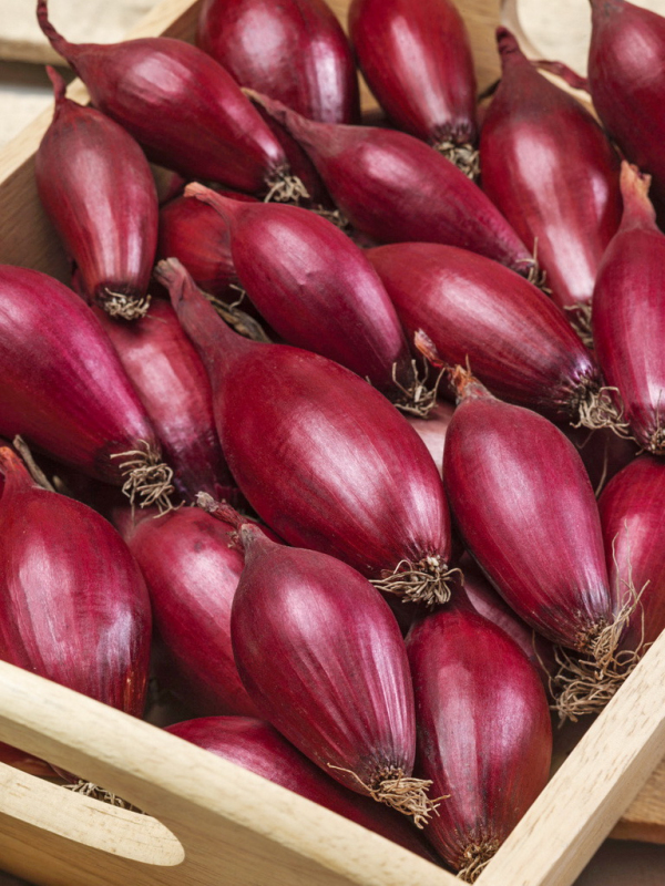 Semo Cibuľa kuchynská jarná  ´Karminka´