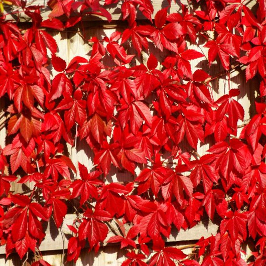 Pavinič  päťlaločný